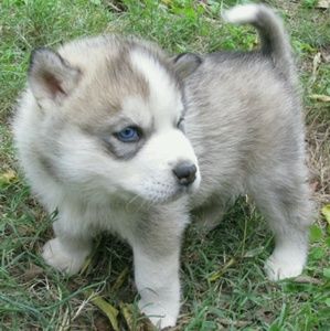 Meet your Posher, Brekken